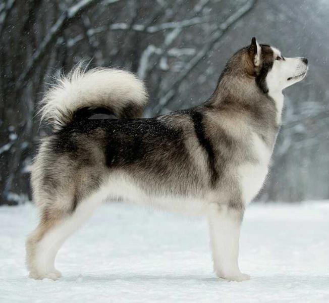 Action to Win Silver Queen | Alaskan Malamute 