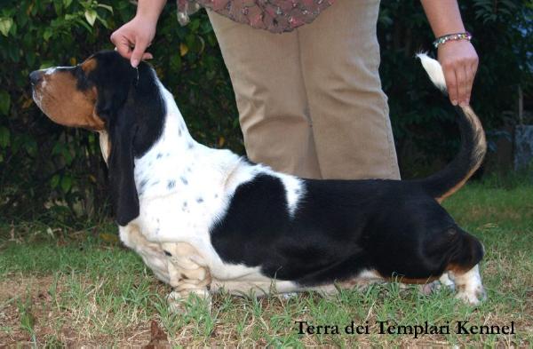 Camblanc Ron con Coca | Basset Hound 