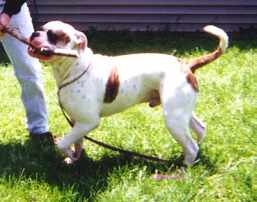 Brave Heart's  White Oak | American Bulldog 