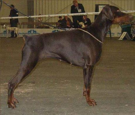 Aqvilon Arabesque | Brown Doberman Pinscher