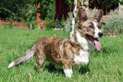 Dear Dabria Controversia | Cardigan Welsh Corgi 