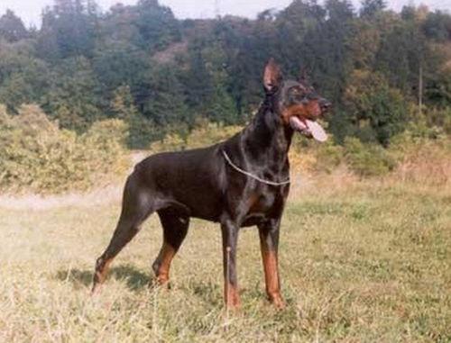 Lars Bobrava | Black Doberman Pinscher