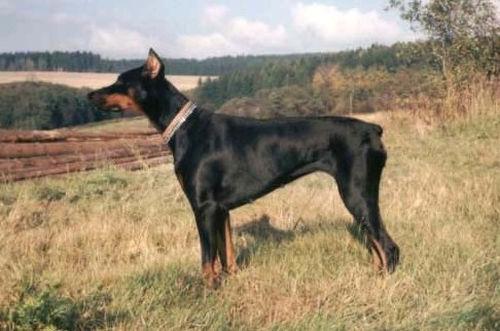 Era ze Psoluky | Black Doberman Pinscher