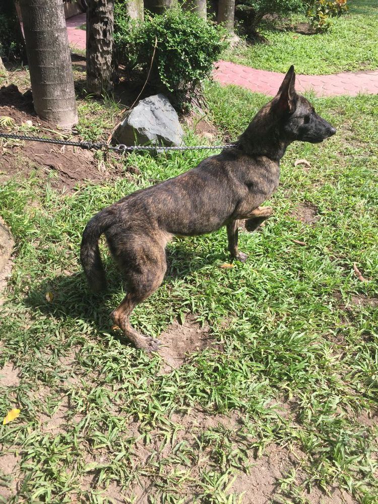 DRAKE OF KONSTANTINOPLE | Dutch Shepherd 