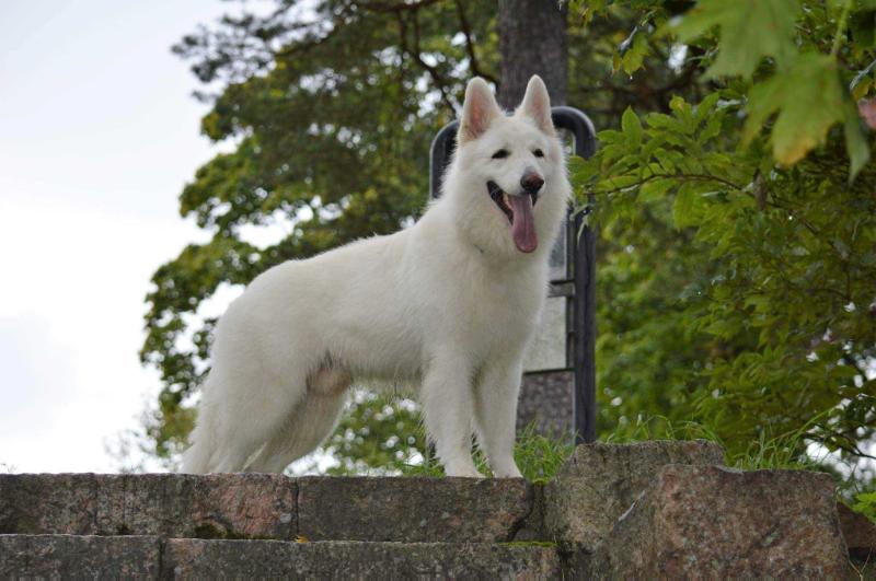 PORTINVARTIJAN ULTIMATE USER | White Swiss Shepherd Dog 