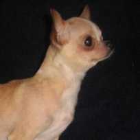 BONKA ZOLOTINKA KRASIVAJA KARTINKA | Chihuahua 