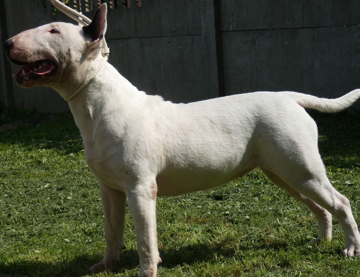 AFRODYTA Setr Bull (FCI) | Bull Terrier 