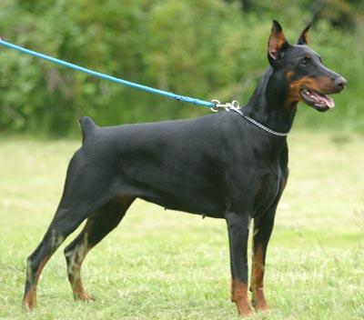 Alessandra Halit Pasa | Black Doberman Pinscher