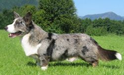 Bilbao Silversmyth of Oz | Cardigan Welsh Corgi 