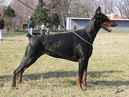 Amanda Halit Pasa | Black Doberman Pinscher