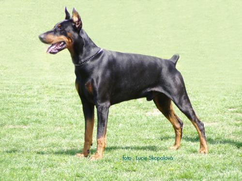 Angelo Halit Pasa | Black Doberman Pinscher