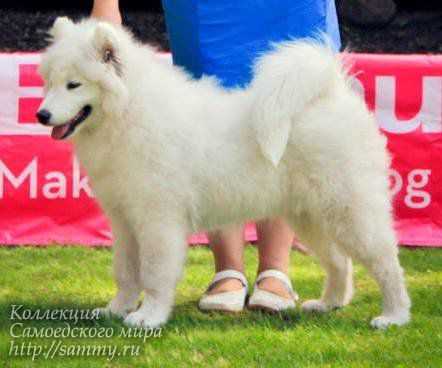 Yuliy Tsezar | Samoyed 