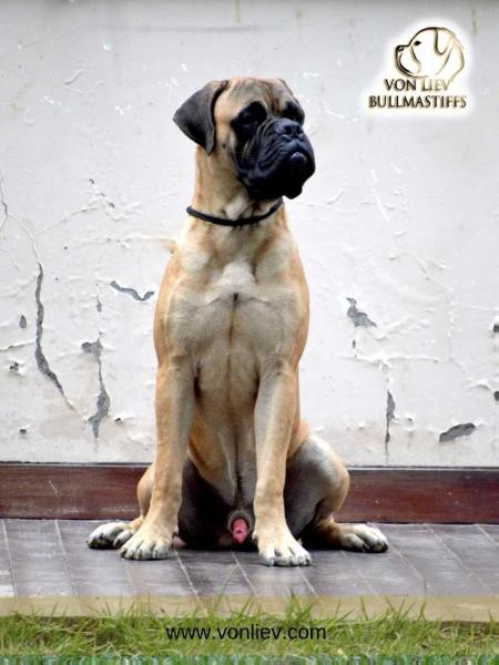 Von Liev Al Capone | Bullmastiff 