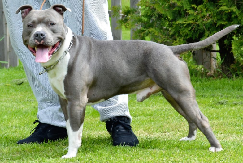 Endy Blue z Bilinskeho pramene | American Staffordshire Terrier 