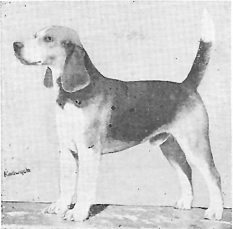 Contentnea Jackson | Beagle 