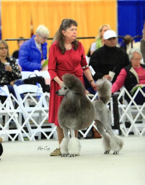 Terrifick Slvr Trystine Rose | Poodle 