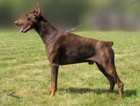 Aramis Halit Pasa | Brown Doberman Pinscher