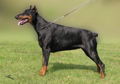 Athena Halit Pasa | Black Doberman Pinscher