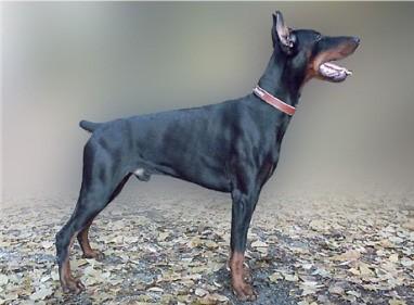 Athos Halit Pasa | Black Doberman Pinscher