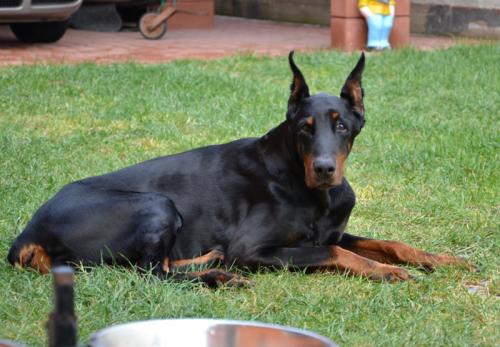 Augustin Halit Pasa | Black Doberman Pinscher