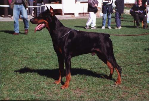 Drink Zkanape | Black Doberman Pinscher