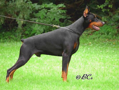 Come As You Are Jared | Black Doberman Pinscher