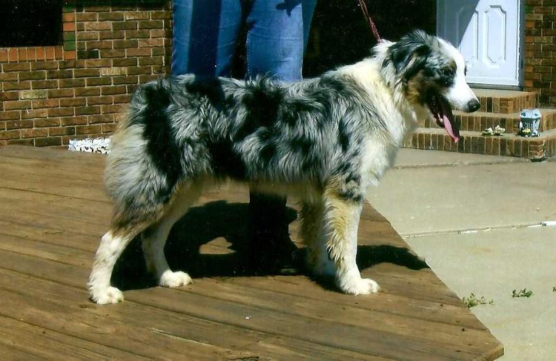 Outback's Celebrity | Australian Shepherd 