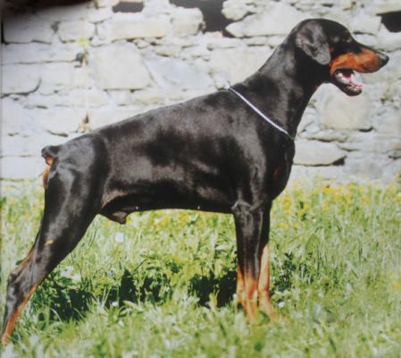 Caro Corrado z Helfstyna | Black Doberman Pinscher