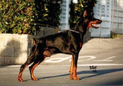 Playboy della Fortezza Vecchia | Black Doberman Pinscher