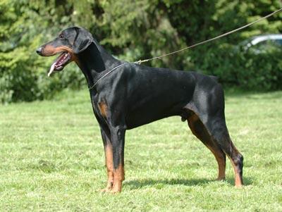 BB-King de Covalta | Black Doberman Pinscher