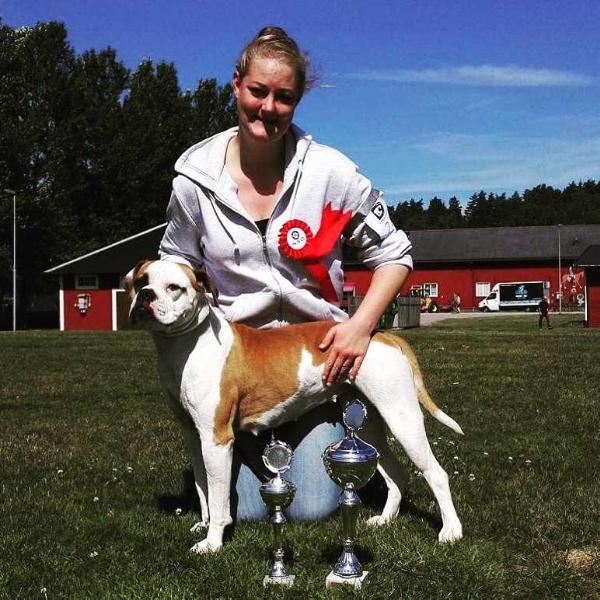 Dala Bulldogs Pax | American Bulldog 