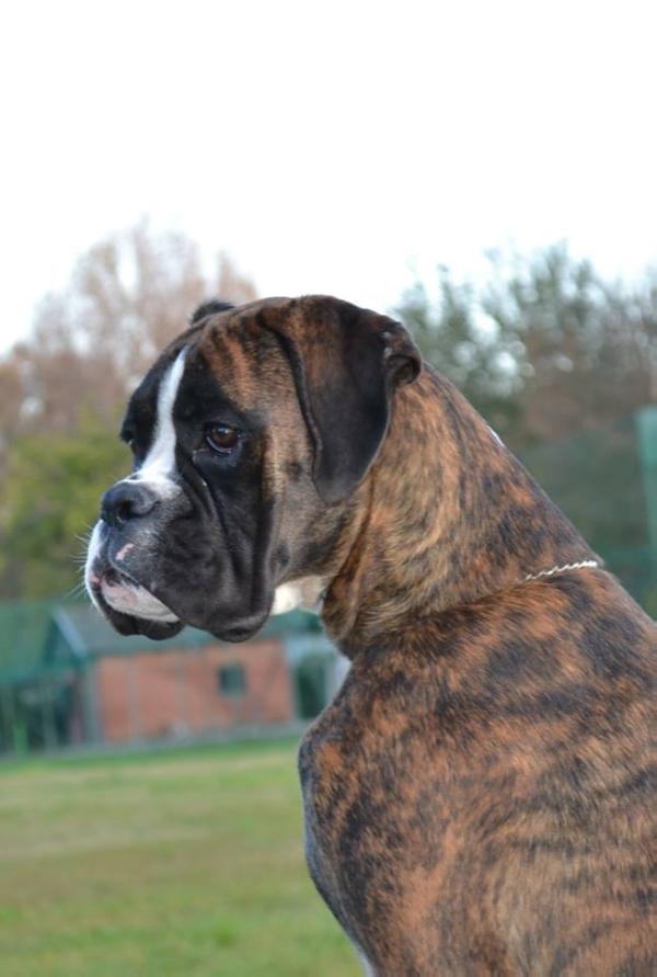 Sangreal Lou-Lou | Boxer 