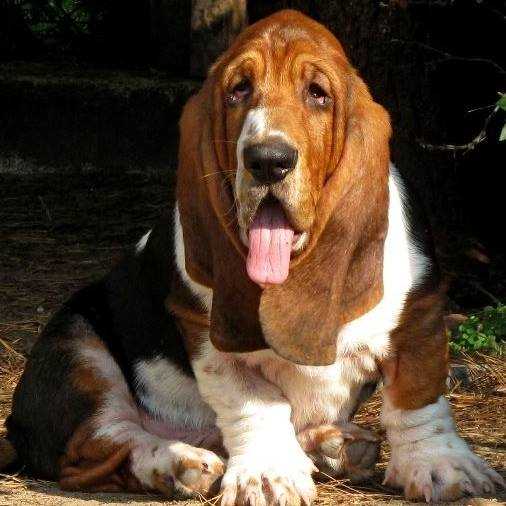 PEPE Klan Piegowatych | Basset Hound 