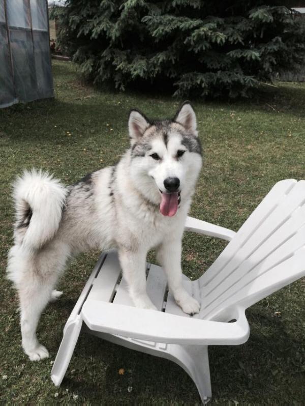 100 MiIle House A North Runner | Alaskan Malamute 