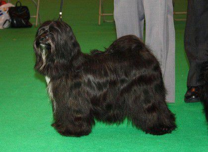 SCHANTI'S ZARA-LAMLEH MIT MIKUDI | Tibetan Terrier 