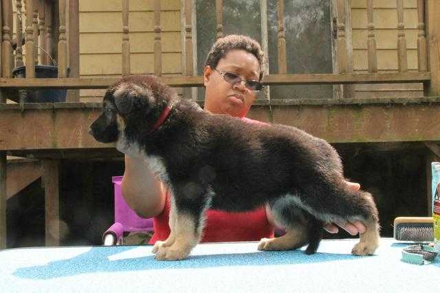 Marcato's Telegraph Road | German Shepherd Dog 