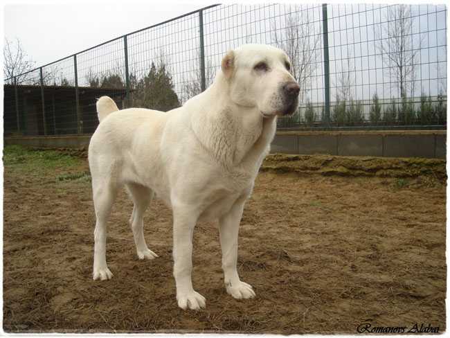 Bagtyijar Nurana | Central Asian Shepherd Dog 
