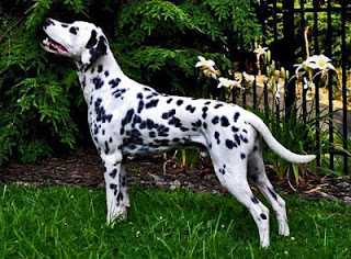 Rim Rock Stocklore Mystic Maks | Dalmatian 
