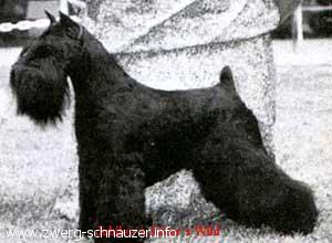 Jubilee`S Joker`S Wild | Miniature Schnauzer 