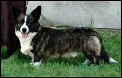 KRECICHWOST Lisiura | Cardigan Welsh Corgi 