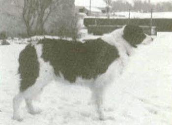 Nell ISDS 37323 | Border Collie 