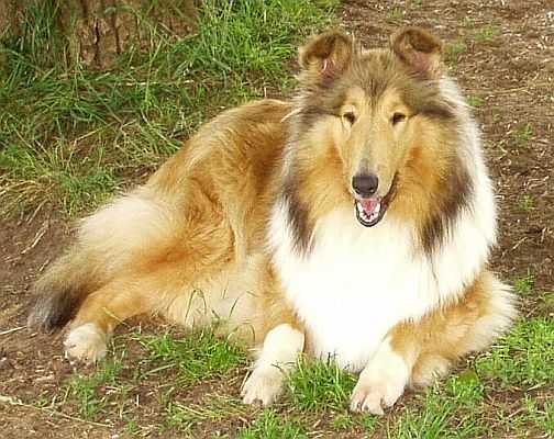 Lochlaren Rosebank Joyride | Rough Collie 