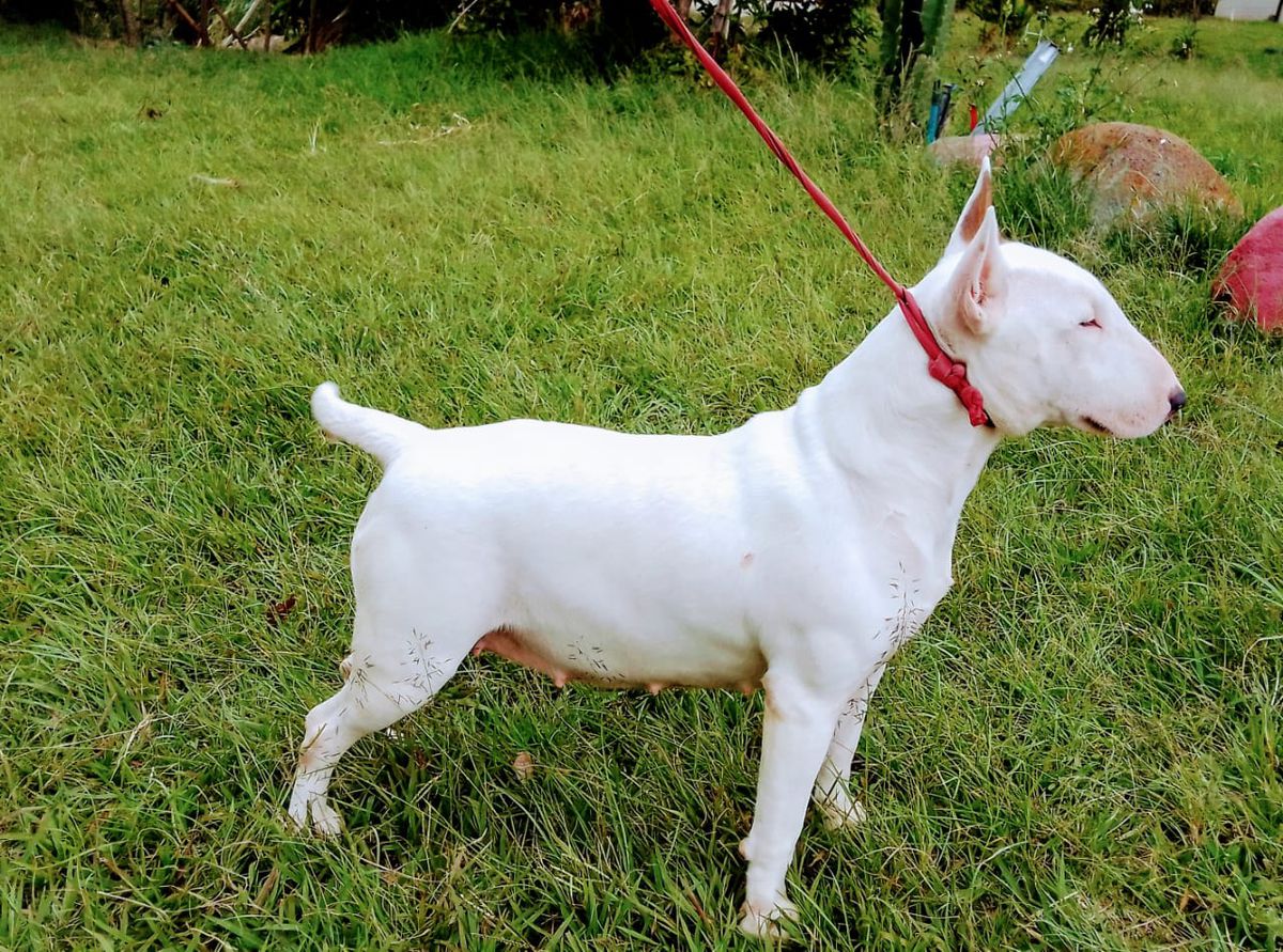 Magma´s Kimba | Bull Terrier 