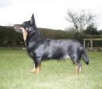 Traqdean Vidaloca Florence | Lancashire Heeler 