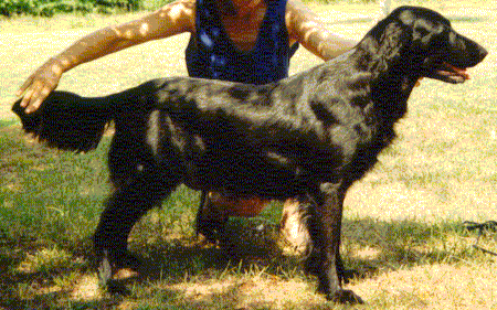 Suncoast's Rebecka | Flat-Coated Retriever 