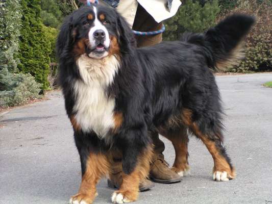 Van Gogh des Roches du Mettey | Bernese Mountain Dog 