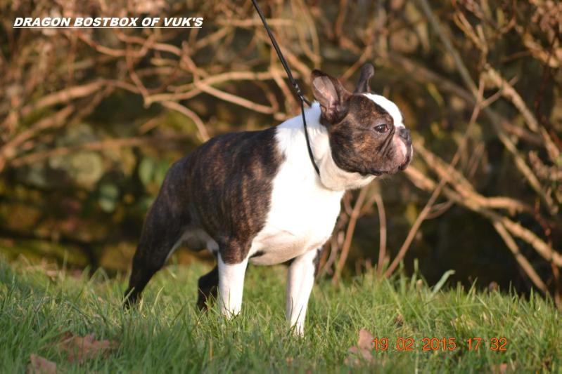 DRAGON BOSTBOX OF VUK'S | Boston Terrier 