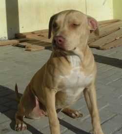 Coelho`s Zara 1 | American Pit Bull Terrier 