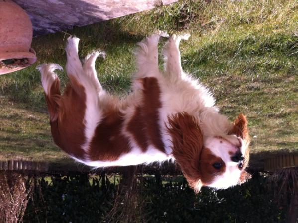 Ganesh de la Forêt de Caberg | Cavalier King Charles Spaniel 