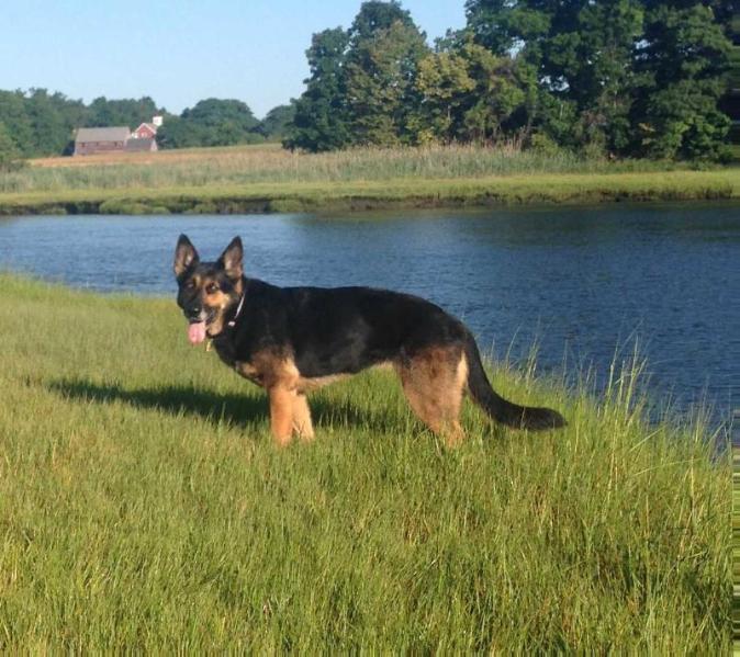 Helga von Ryanhaus | German Shepherd Dog 